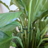 Фіксатор для рослин Plant Clip Star — тримач для стебел, пагонів, монстери, орхідей, фікуса та кімнатних рослин